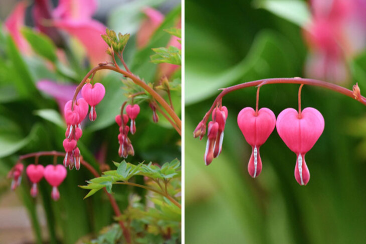 Plantas Asombrosas