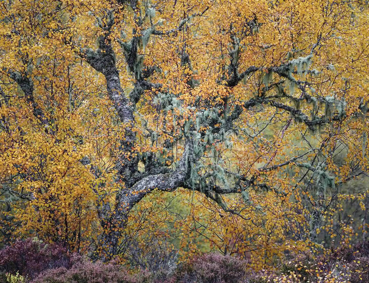  Fotógrafo de paisaje escocés