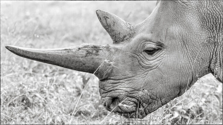 Vida Salvaje De Kenia