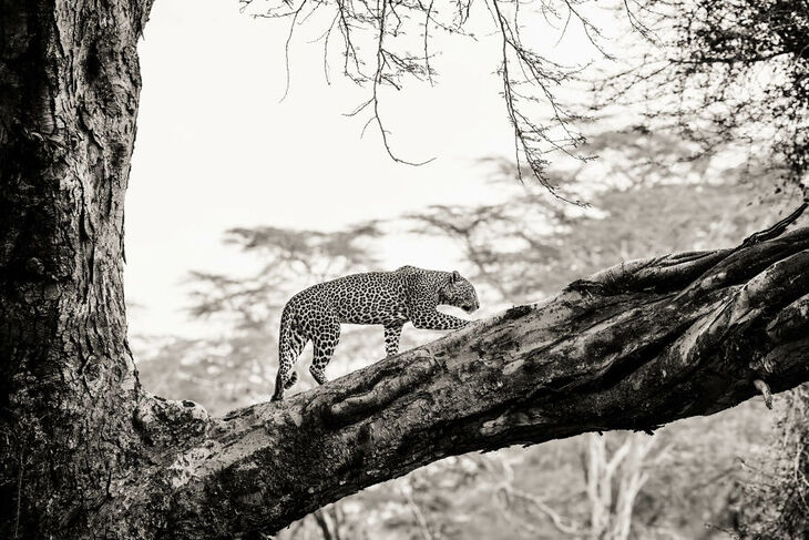 Vida Salvaje De Kenia