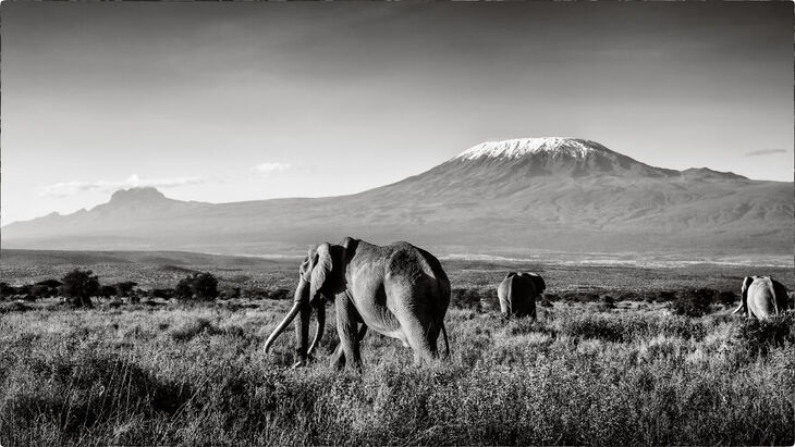 Vida Salvaje De Kenia