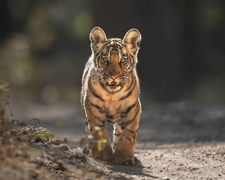 Los Tigres De La India