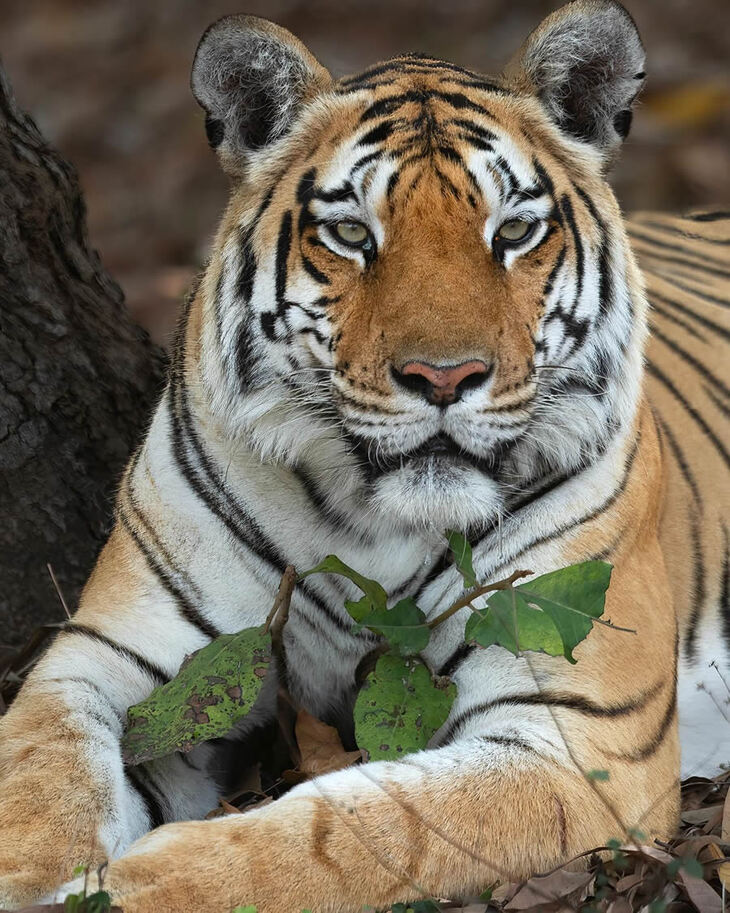 Los Tigres De La India