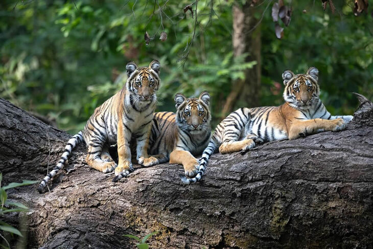 Los Tigres De La India