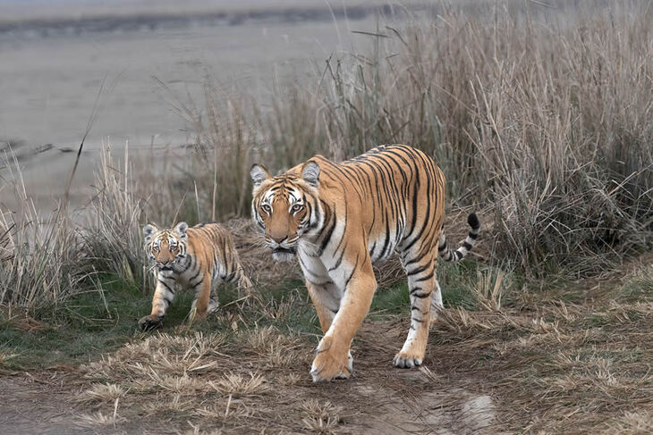 Los Tigres De La India