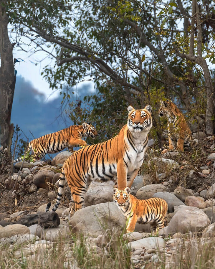 Los Tigres De La India