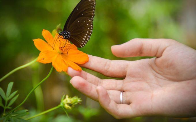 ¿En qué día de la creación fue creada tu alma: una mano tocando una flor con una mariposa?