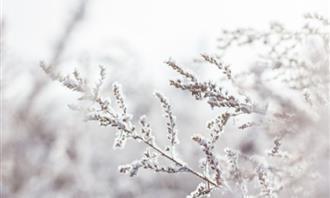 ¿En qué día de la creación se formó tu alma: hojas con nieve?