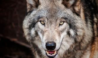 ¿En qué día de la creación fue creada tu alma: un lobo?