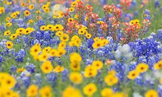 ¿En qué día de la creación fue creada tu alma: flores silvestres?