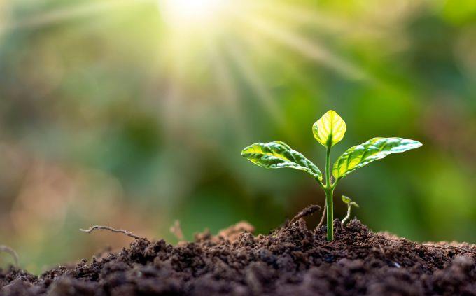 ¿En qué día de la creación fue creada tu alma: una pequeña planta?