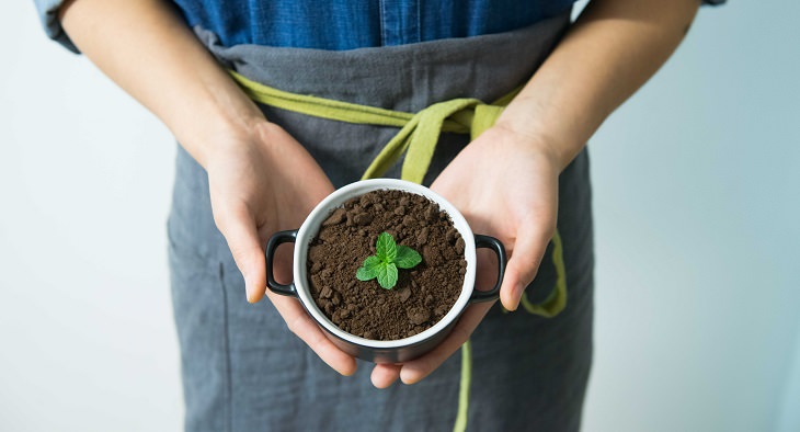 Guía Para Cuidar Tus Plantas De Interior