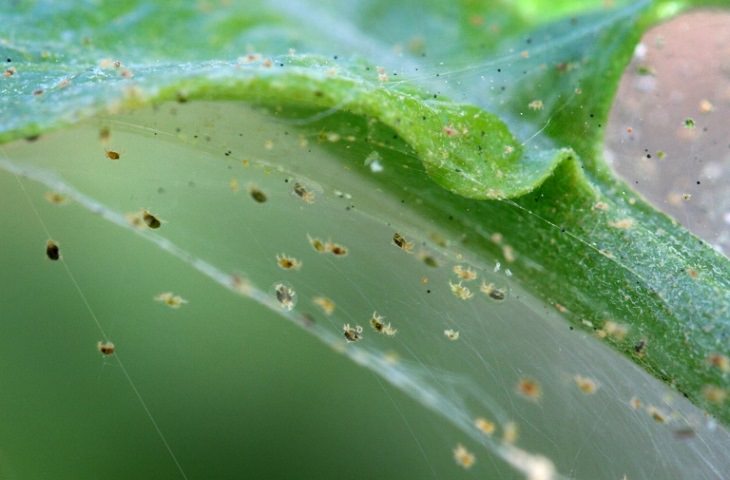 Guía Para Cuidar Tus Plantas De Interior