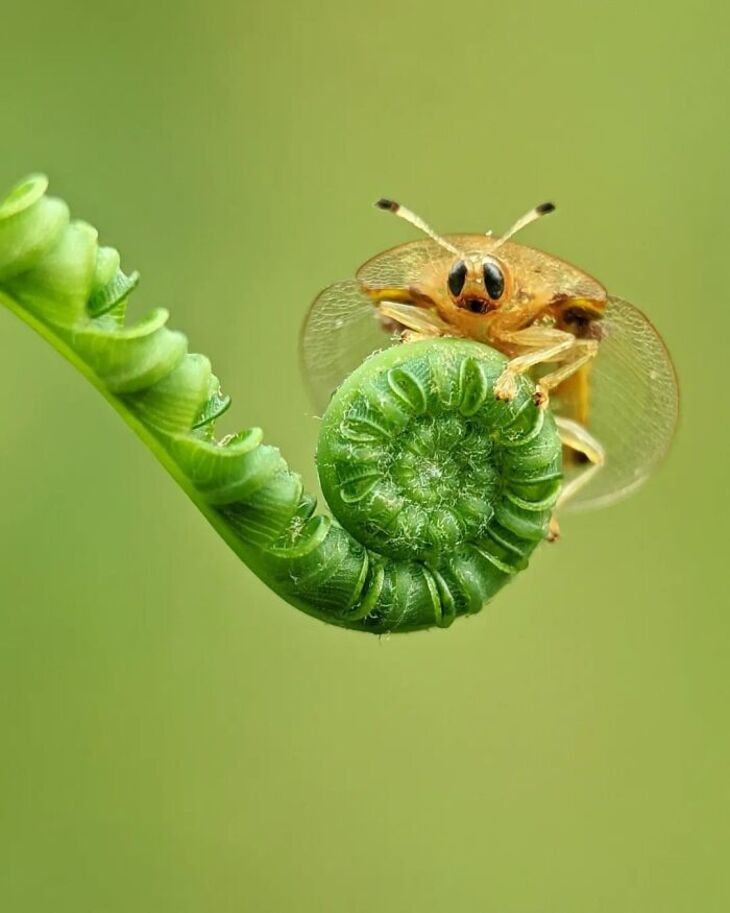 Fotos Macro De Animales Diminutos