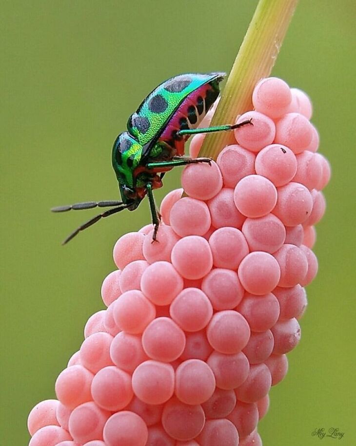 Fotos Macro De Animales Diminutos