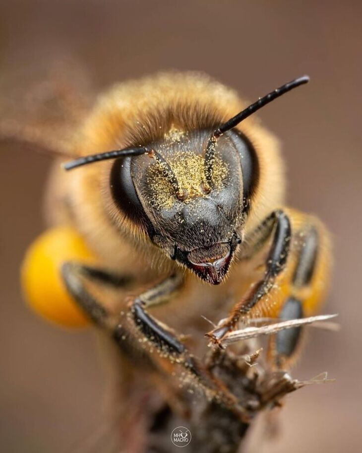 Fotos Macro De Animales Diminutos