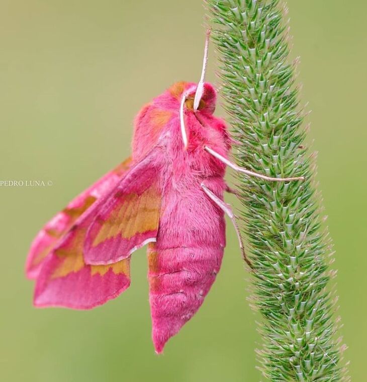 Fotos Macro De Animales Diminutos