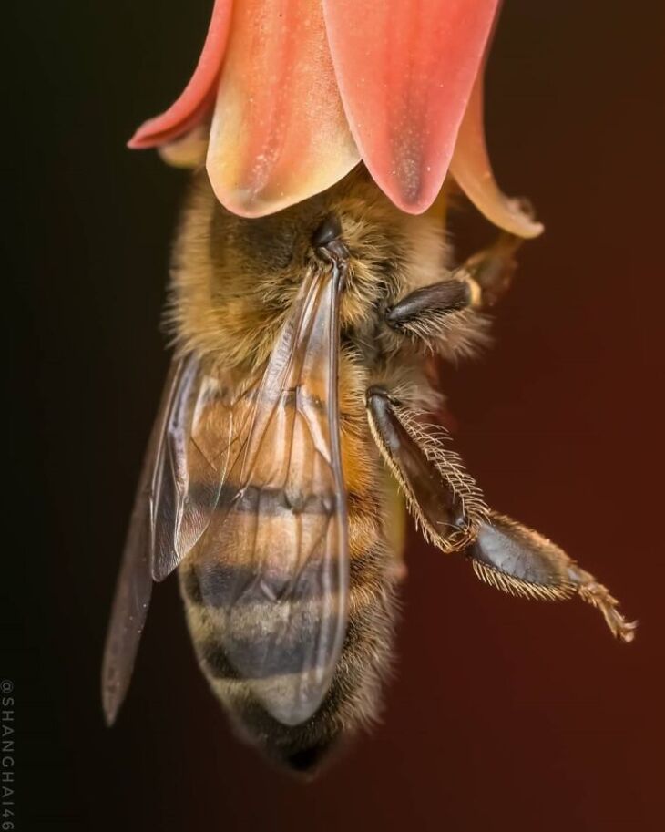 Fotos Macro De Animales Diminutos