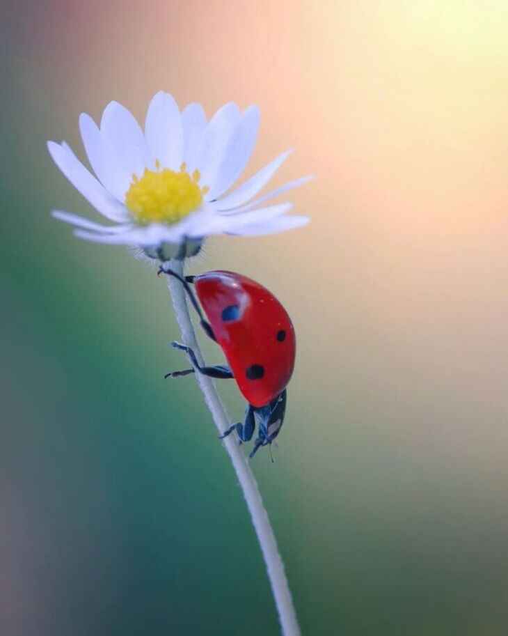 Fotos Macro De Animales Diminutos