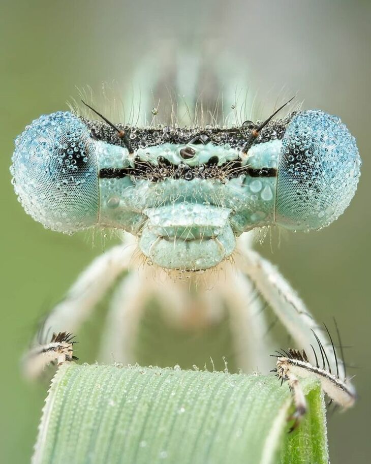 Fotos Macro De Animales Diminutos 