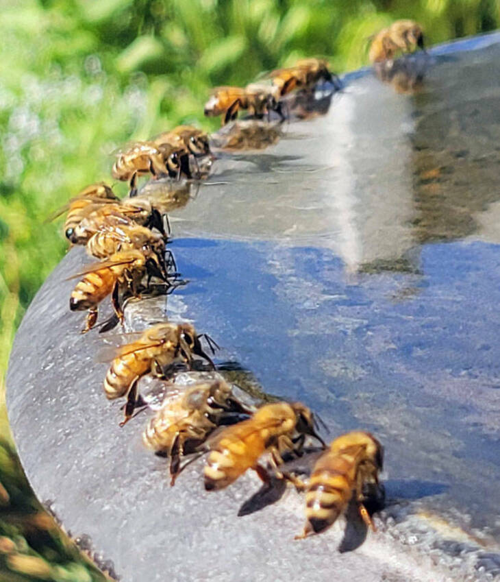 Los Efectos Del Calor De Verano