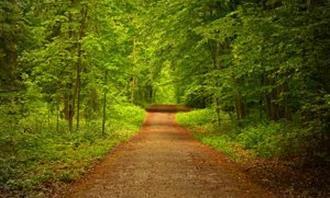 ¿En qué momento del día estás? Un camino en la naturaleza en verano.