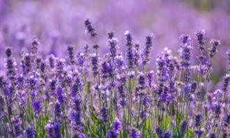 ¿En qué momento del día estás? Lavanda