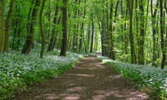 ¿En qué momento del día estás? Un camino en la naturaleza en primavera.