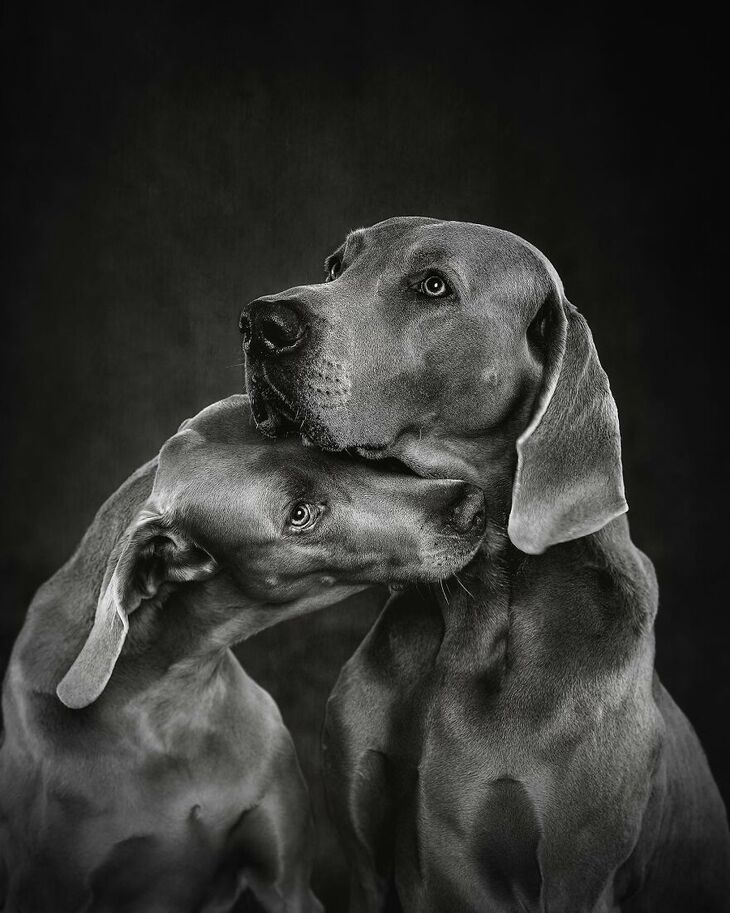  Premios Internacionales de Fotografía Canina