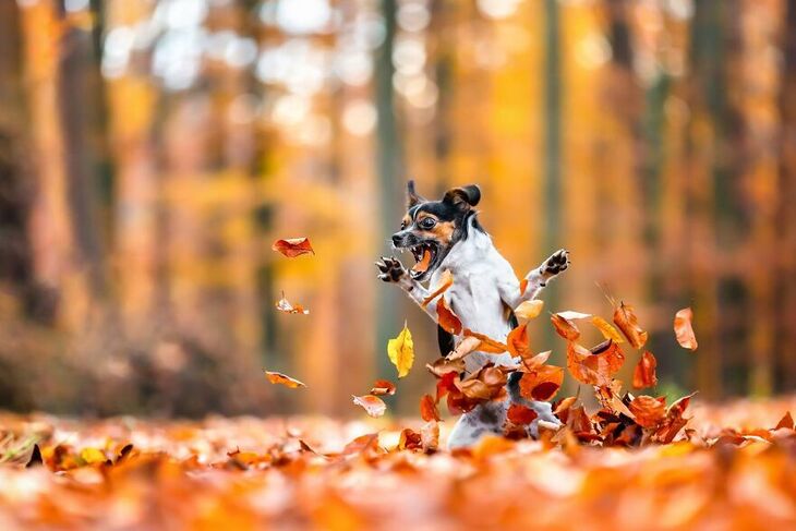  Premios Internacionales de Fotografía Canina