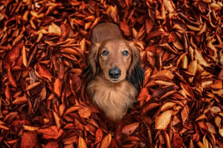  Premios Internacionales de Fotografía Canina