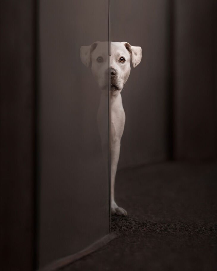  Premios Internacionales de Fotografía Canina