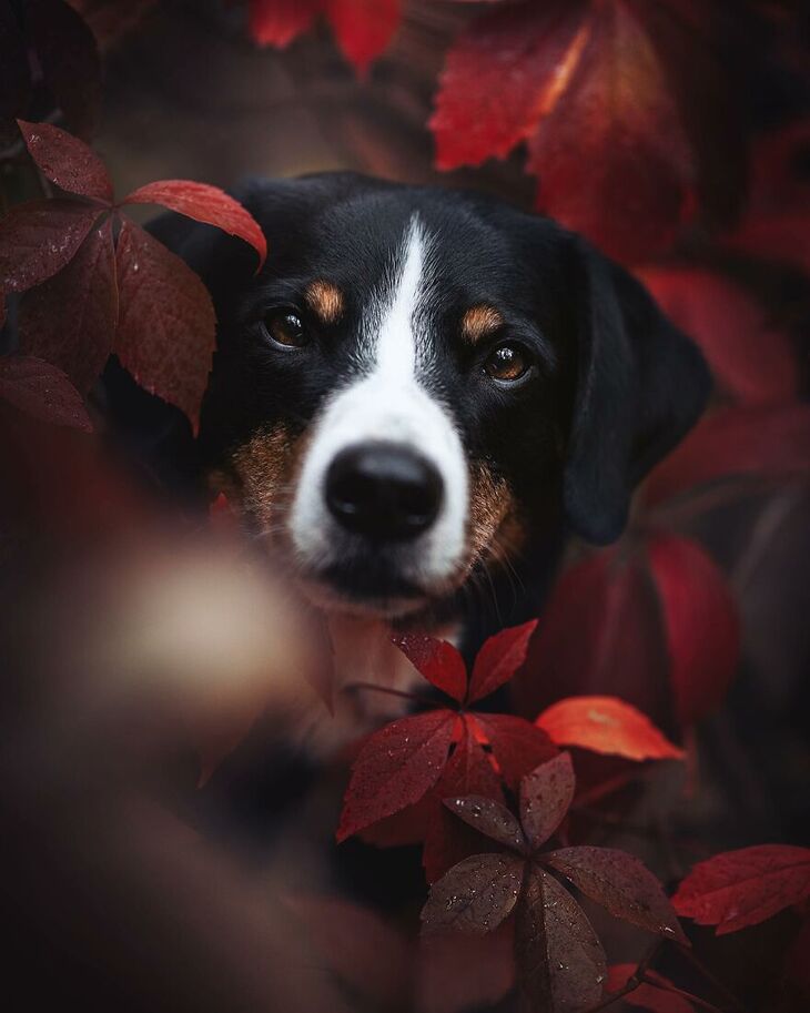  Premios Internacionales de Fotografía Canina