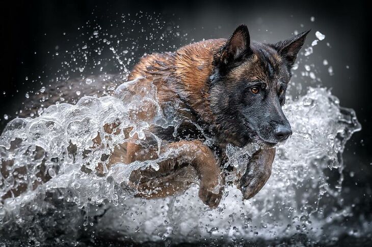  Premios Internacionales de Fotografía Canina