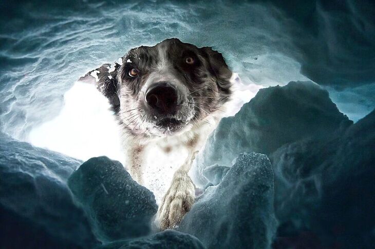  Premios Internacionales de Fotografía Canina