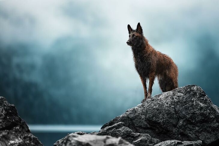  Premios Internacionales de Fotografía Canina