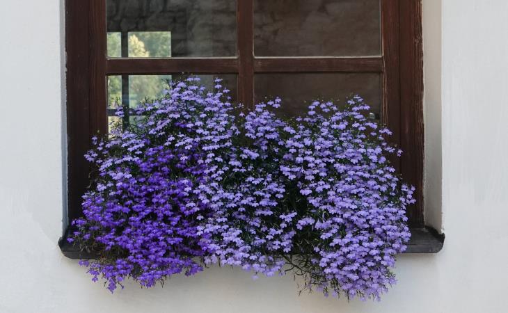 Las Mejores Plantas Para Tus Ventanas