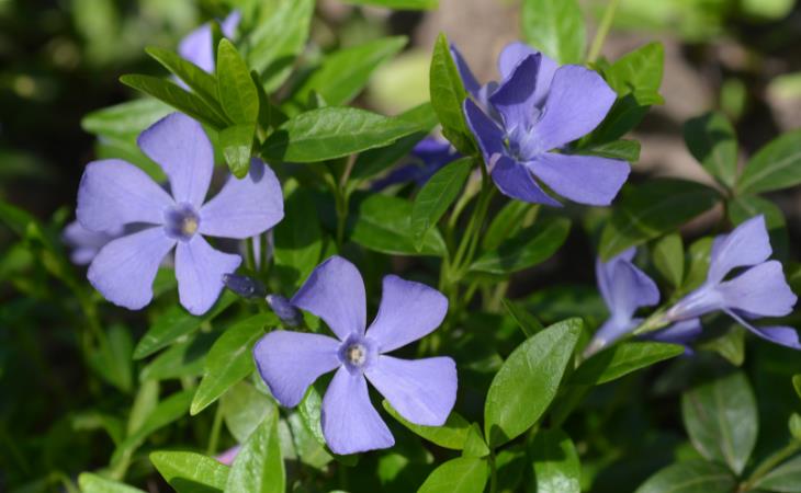 Las Mejores Plantas Para Tus Ventanas