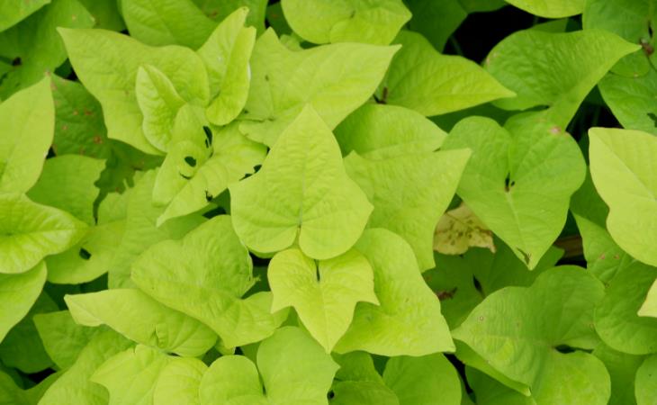 Las Mejores Plantas Para Tus Ventanas