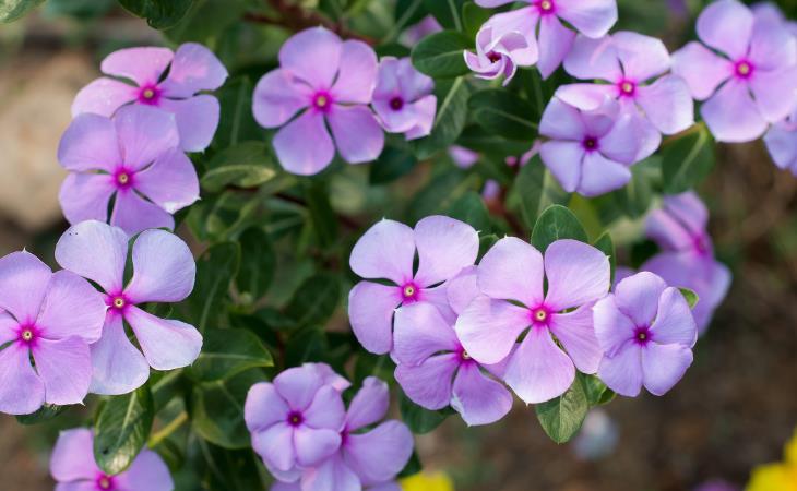 Las Mejores Plantas Para Tus Ventanas