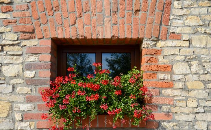 Las Mejores Plantas Para Tus Ventanas