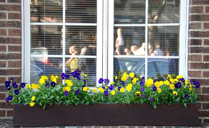 Las Mejores Plantas Para Tus Ventanas