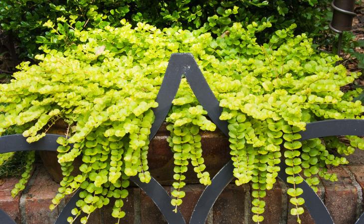 Las Mejores Plantas Para Tus Ventanas