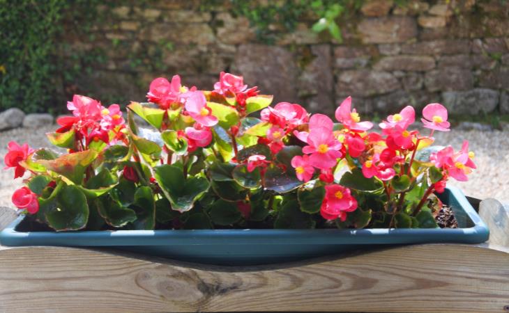 Las Mejores Plantas Para Tus Ventanas