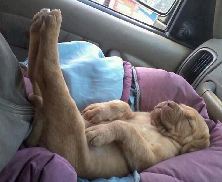 Cachorros Durmiendo