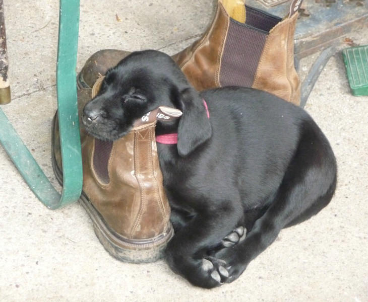 Cachorros Durmiendo