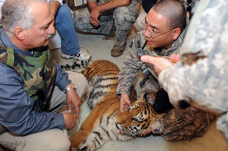 Conservación De Los Tigres