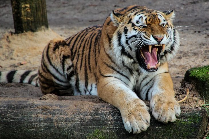 Conservación De Los Tigres