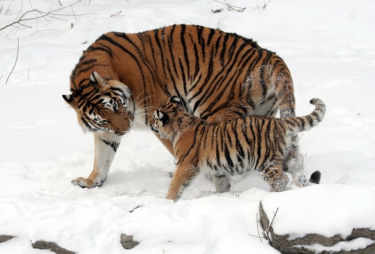 Conservación De Los Tigres