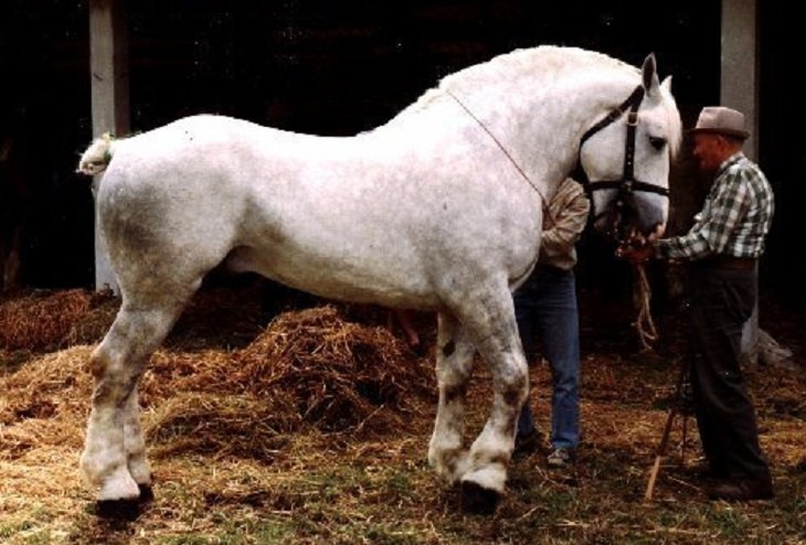 Lindos cavalos do mundo